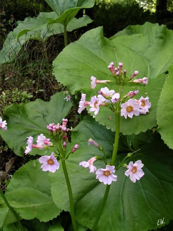 molbiol.ru -> Первоцвет (примула) японский (Primula japonica, Primulaceae)